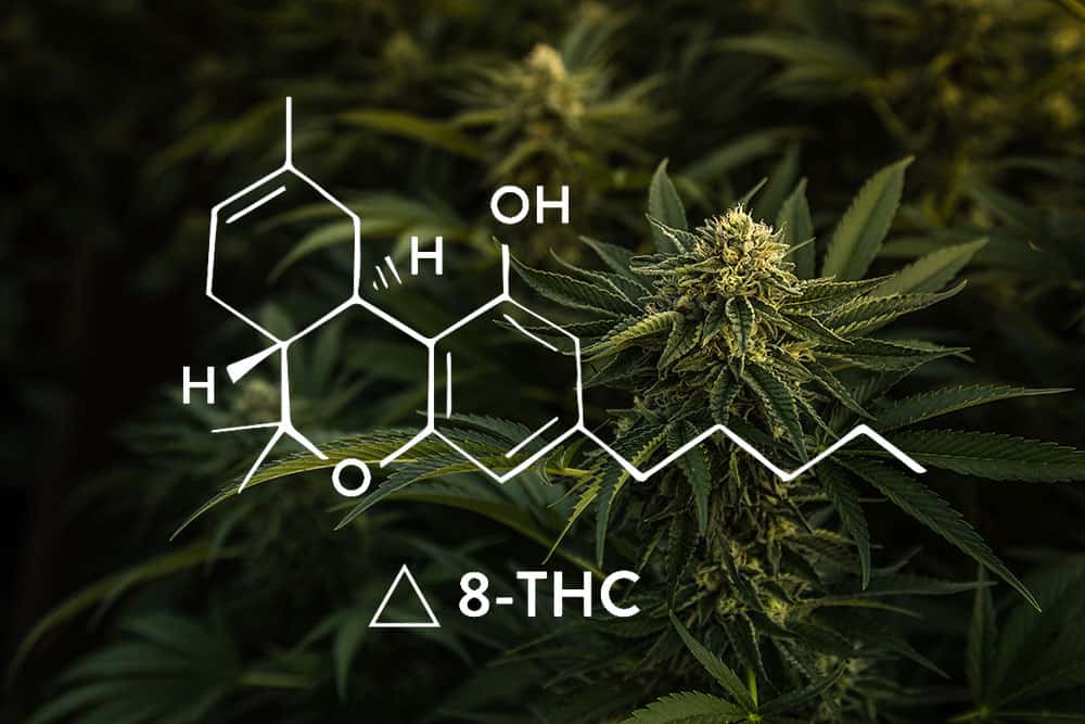 Cannabinoids Are Common: Why So Many Use CBD, Delta-8, Others